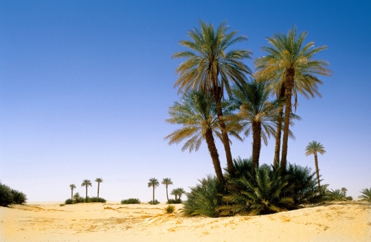 oasis-palmiers-niger